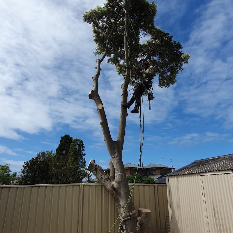 Eclipse Tree Services tree services work in Dudley