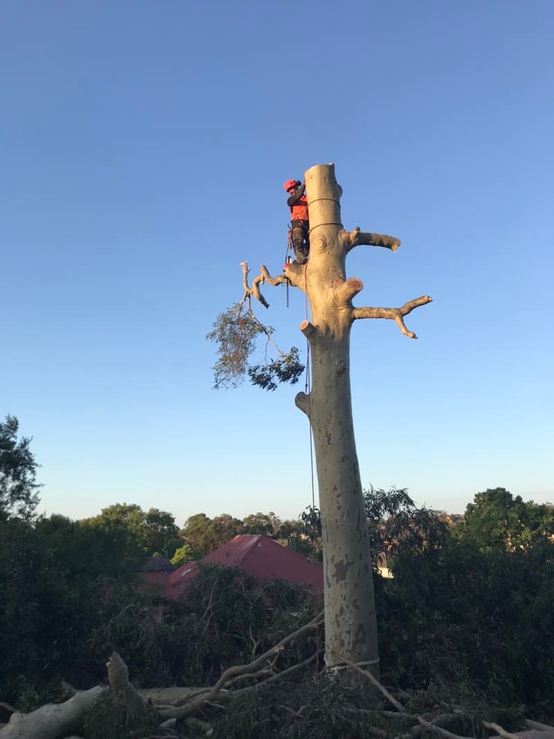 Eclipse Tree Services tree services work in Dudley