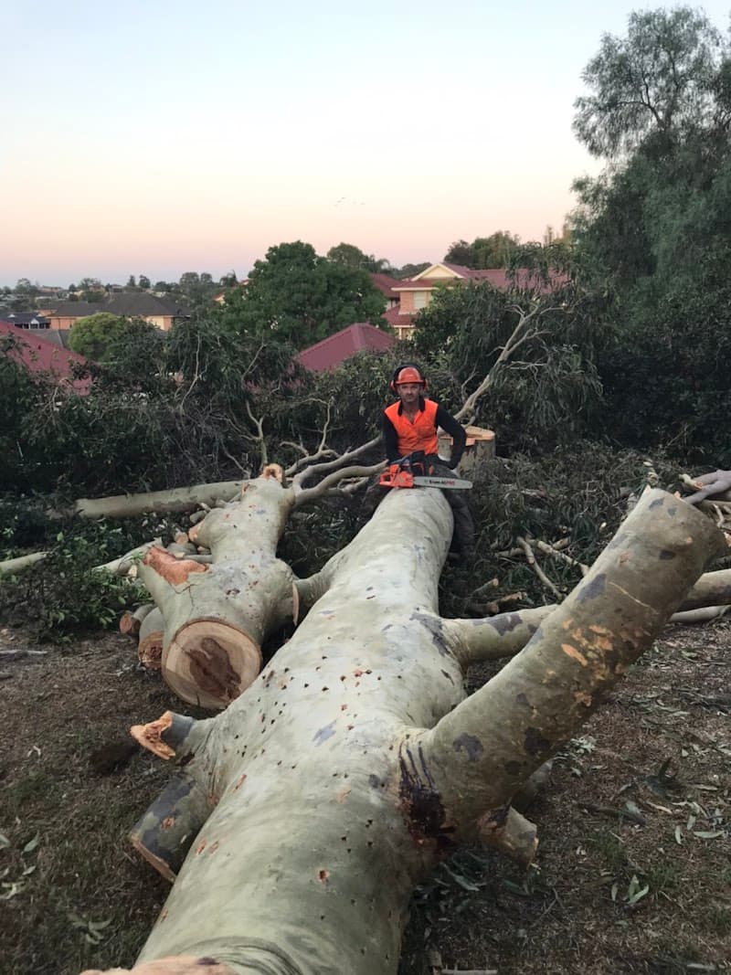 Eclipse Tree Services tree services work in Dudley