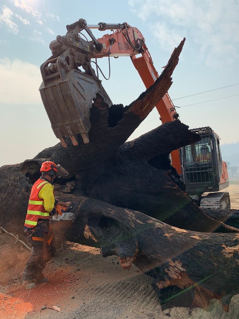 Eco Tree Care tree services work in Albury