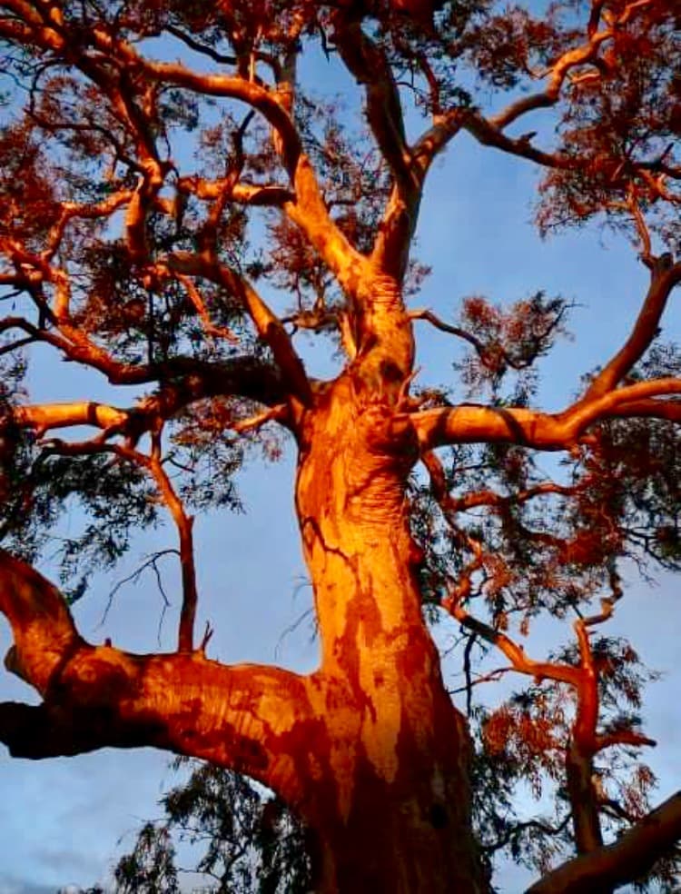 Eco Tree Care tree services work in Albury