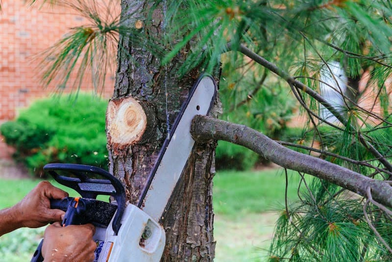 Eco Tree Removal Brisbane tree services work in Milton