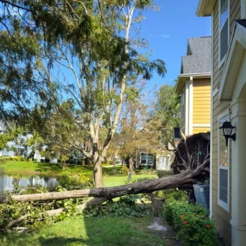 Eco Tree Removal Brisbane tree services work in Milton