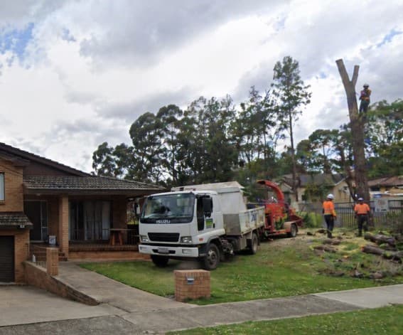 Eco Tree Removal Brisbane tree services work in Milton