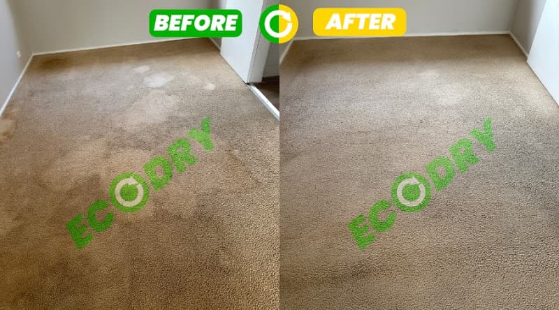 Ecodry Carpet Cleaning Canberra carpet cleaning work in Canberra