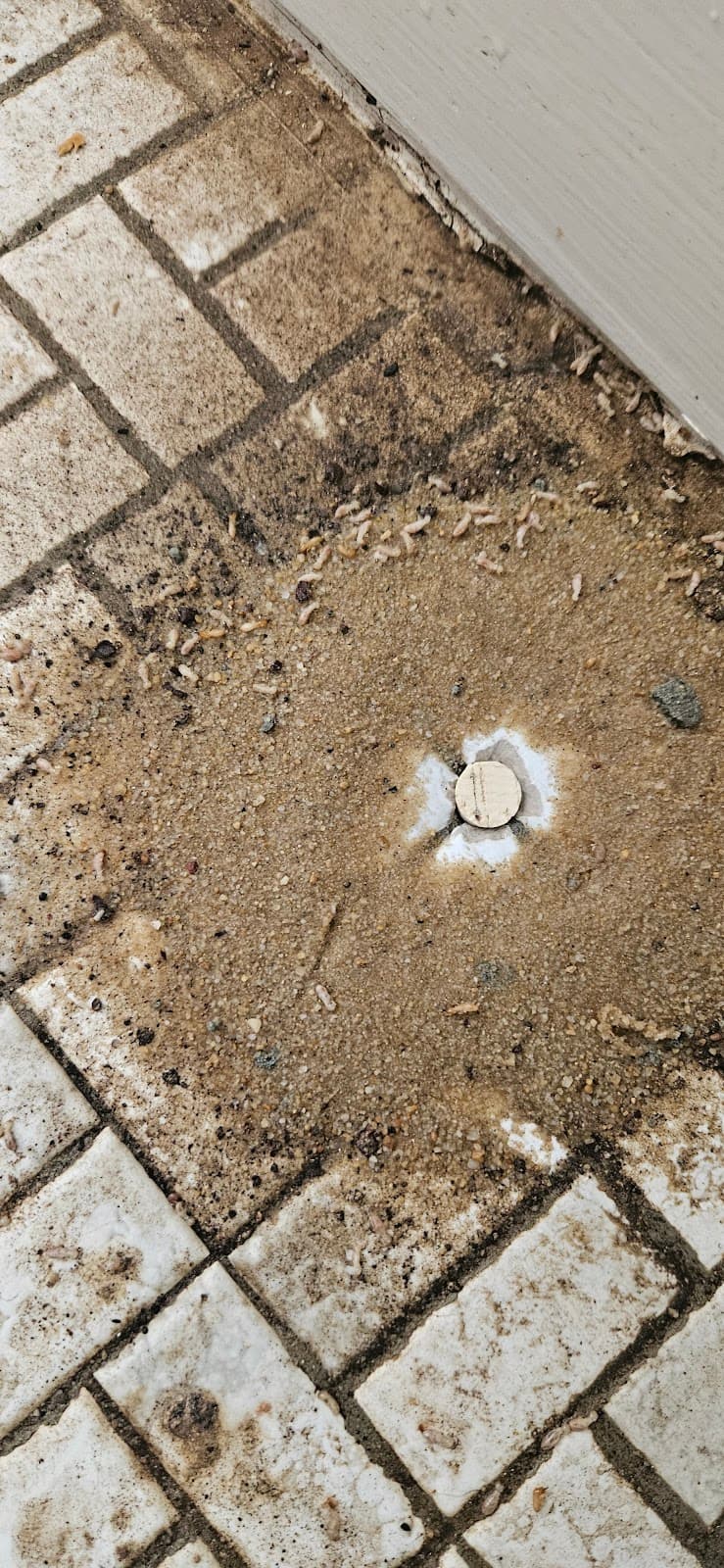 Ecofriendly Pest Control Perth pest control work in Perth