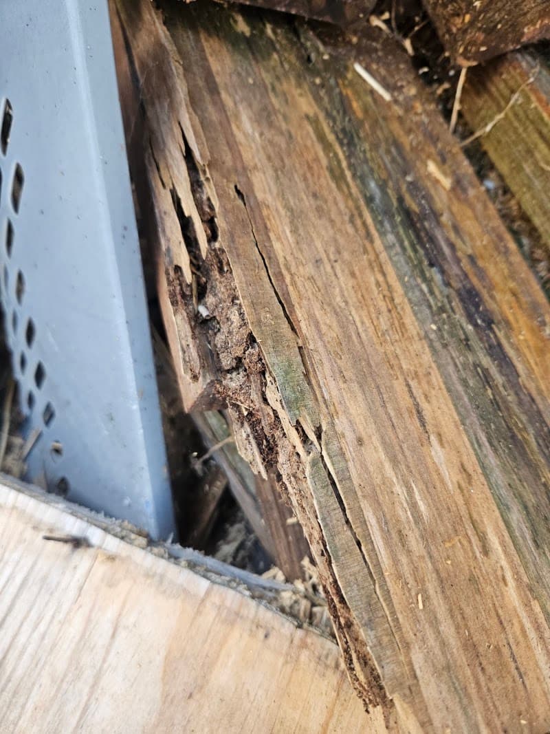 Ecofriendly Pest Control Perth pest control work in Perth
