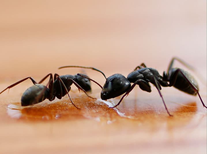 Ecoguard Pest Control Brisbane - Pest Inspection Brisbane pest control work in Brisbane City