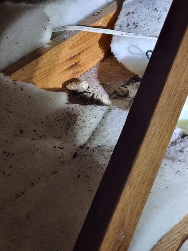 Ecoguard Pest Control Brisbane - Pest Inspection Brisbane pest control work in Brisbane City