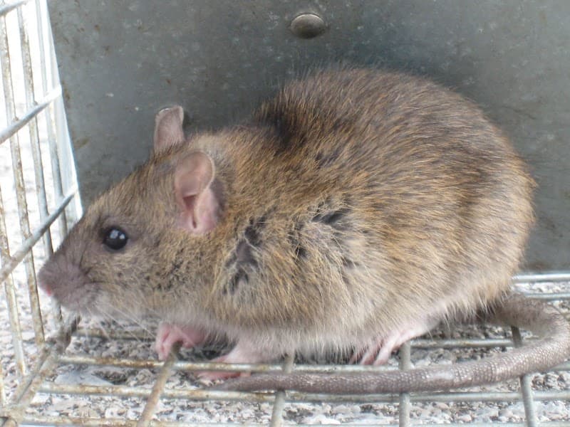 Ecoguard Pest Control Brisbane - Pest Inspection Brisbane pest control work in Brisbane City
