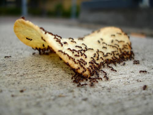 Ecoguard Pest Control Brisbane - Pest Inspection Brisbane pest control work in Brisbane City