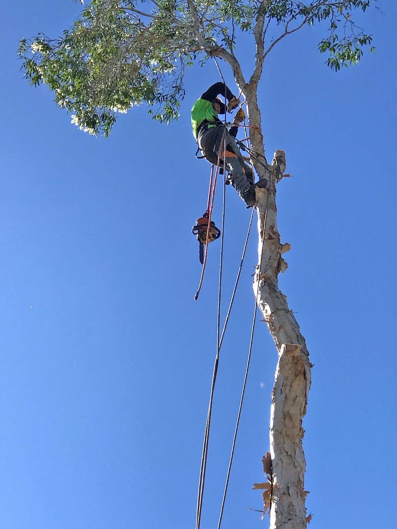 Eden Tree Service tree services work in Chambers Flat