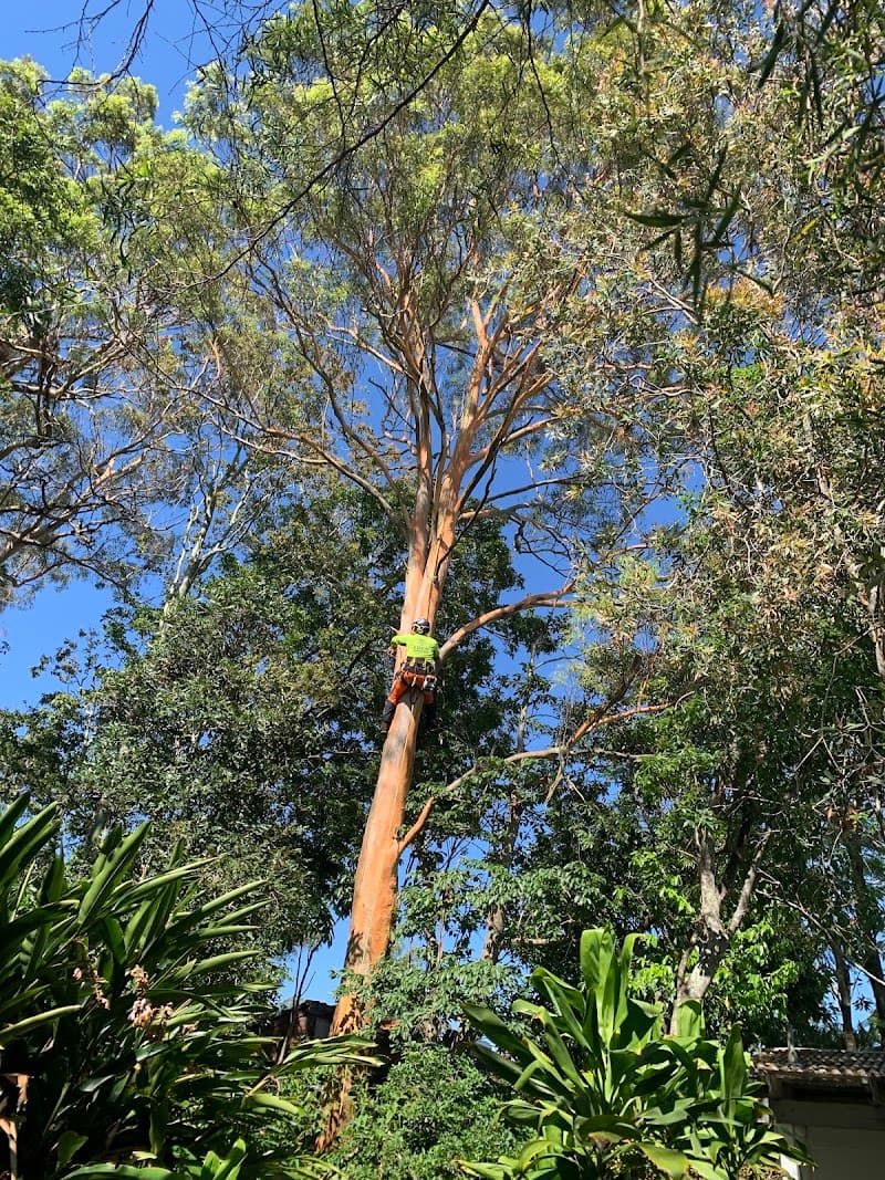 Eden Tree Service tree services work in Chambers Flat