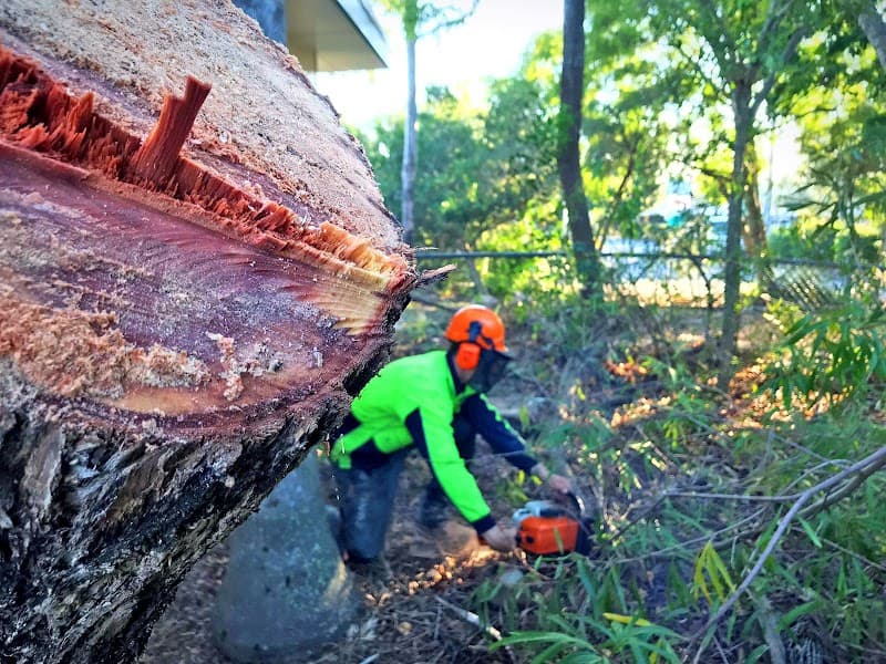 Eden Tree Service tree services work in Chambers Flat