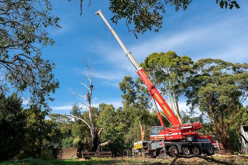 EDI Tree Services tree services work in Mount Gambier