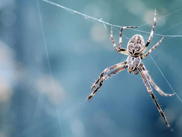 Elite Pest Control Adelaide pest control work in Henley Beach South