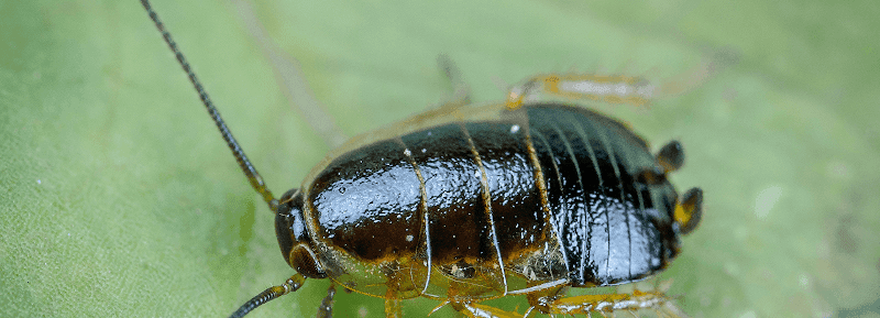 Elite Pest Control Adelaide pest control work in Henley Beach South