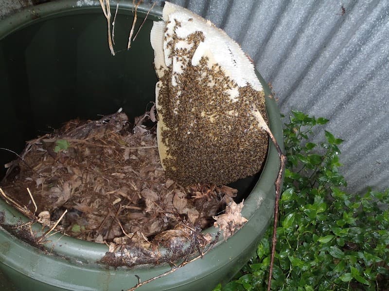 Elite Pest Control Adelaide pest control work in Henley Beach South