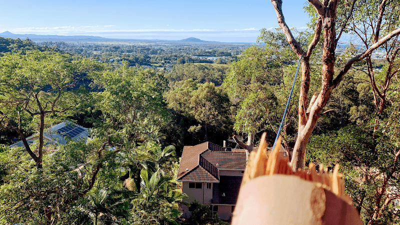 Elite Tree Company tree services work in Palmwoods