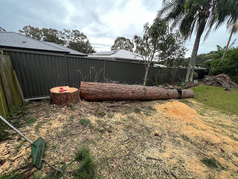 Elite Tree Company tree services work in Palmwoods