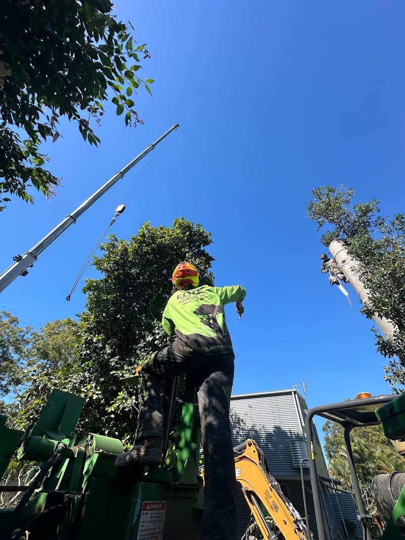 Elite Tree Company tree services work in Palmwoods