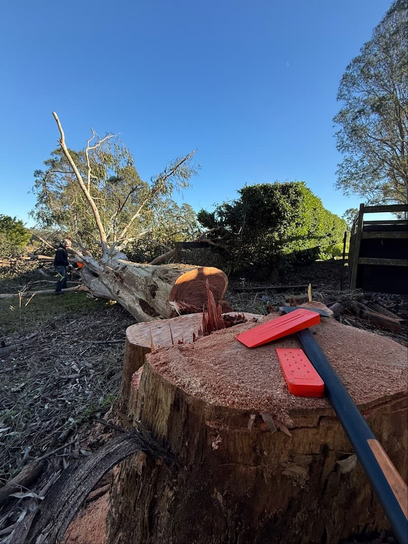 Elite Tree Company tree services work in Palmwoods