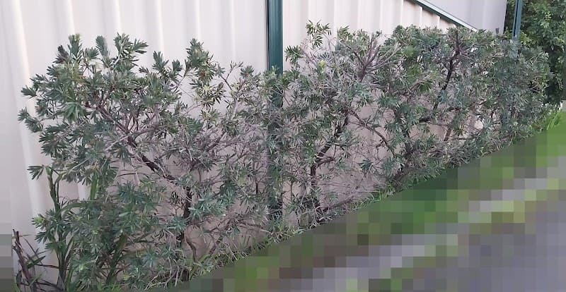 Elliott's Gardening Services gardening work in Dianella