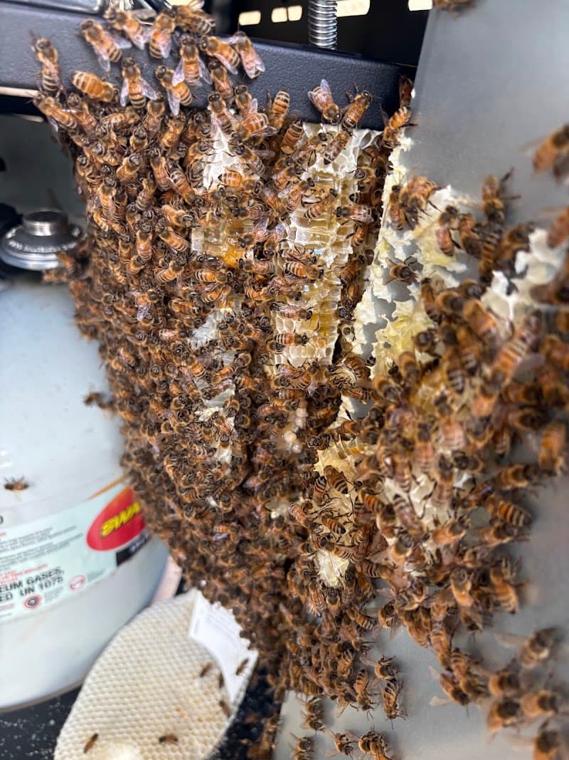 Enviro Pest Control Perth pest control work in Perth