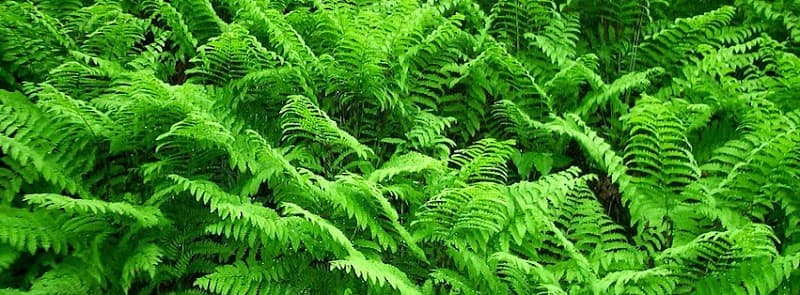 Environ Pest Control pest control work in Garbutt