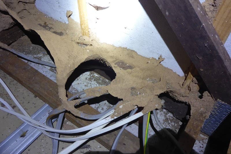 Environ Pest Control pest control work in Garbutt