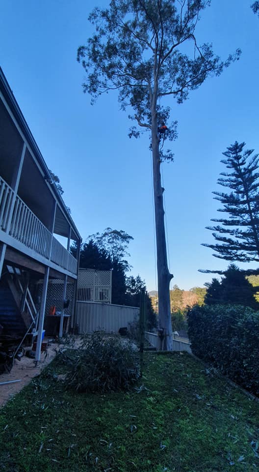 EnviroPro Tree Solutions tree services work in Empire Bay