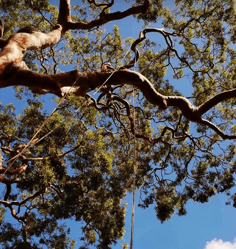 EnviroPro Tree Solutions tree services work in Empire Bay
