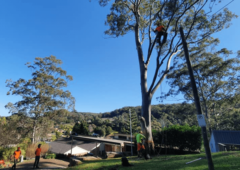 EnviroPro Tree Solutions tree services work in Empire Bay