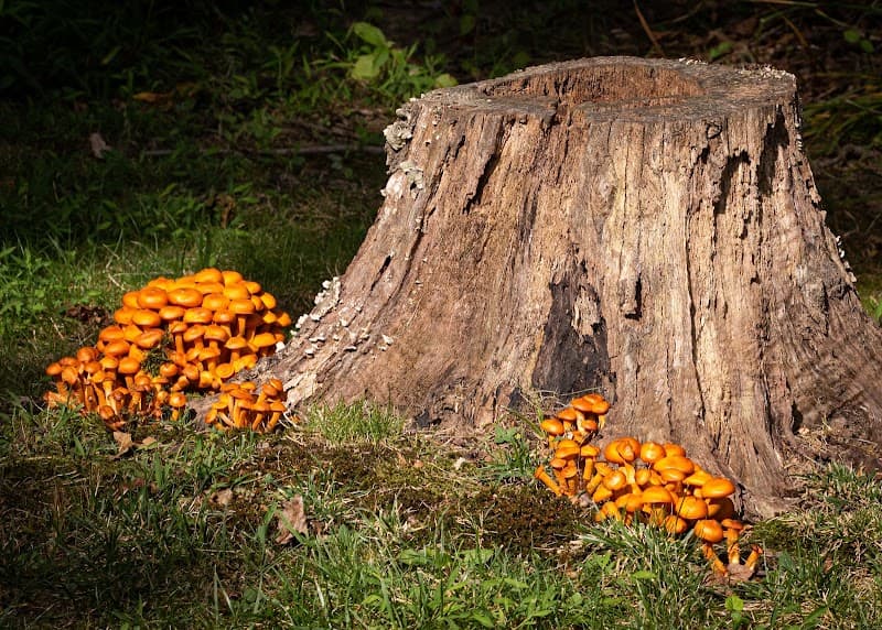 EnviroPro Tree Solutions tree services work in Empire Bay