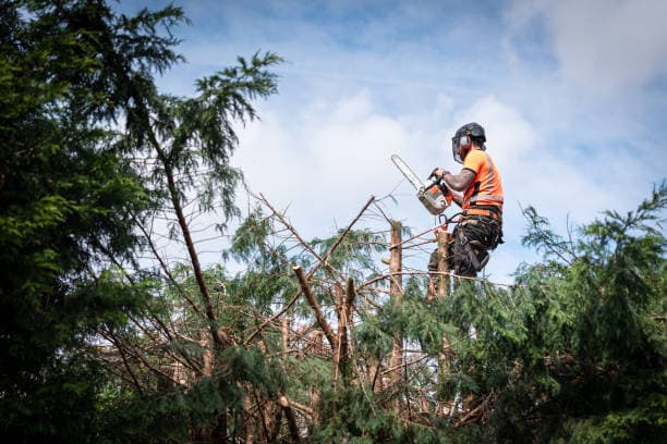 EnviroPro Tree Solutions tree services work in Empire Bay