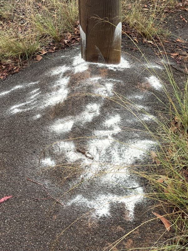 Europa Pest Solutions pest control work in Dulwich Hill