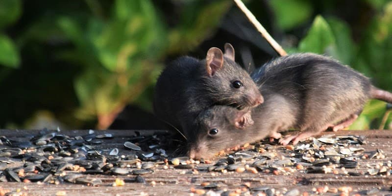 Everest Pest Control Pty Ltd pest control work in Manly Vale