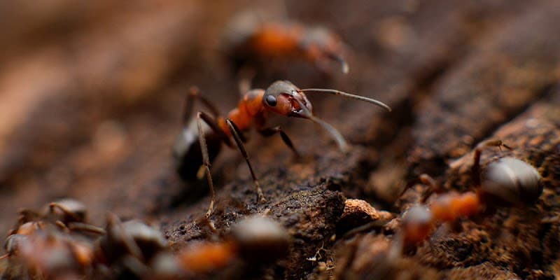 Everest Pest Control Pty Ltd pest control work in Manly Vale