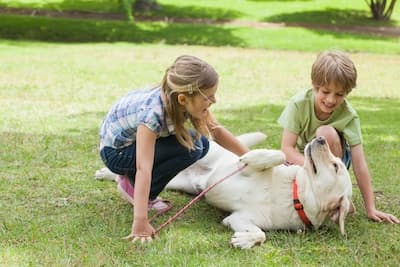 Everest Pest Control Pty Ltd pest control work in Manly Vale