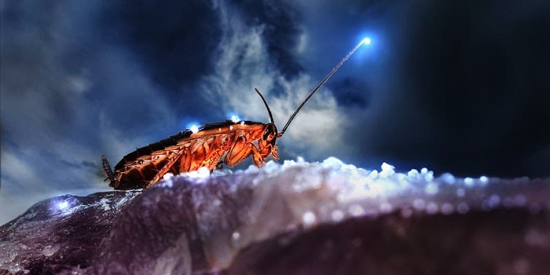 Everest Pest Control Pty Ltd pest control work in Manly Vale