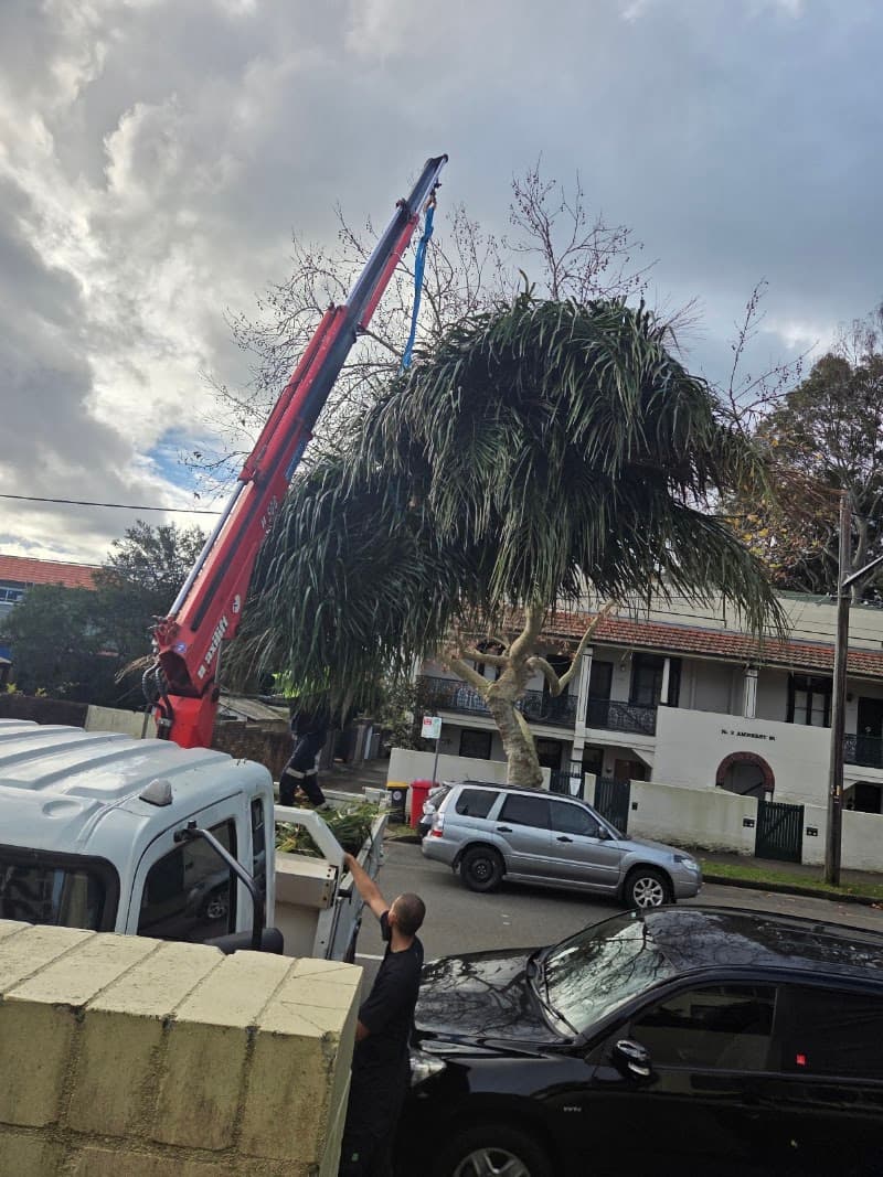 Evergreen Tree Maintenance tree services work in Merrylands