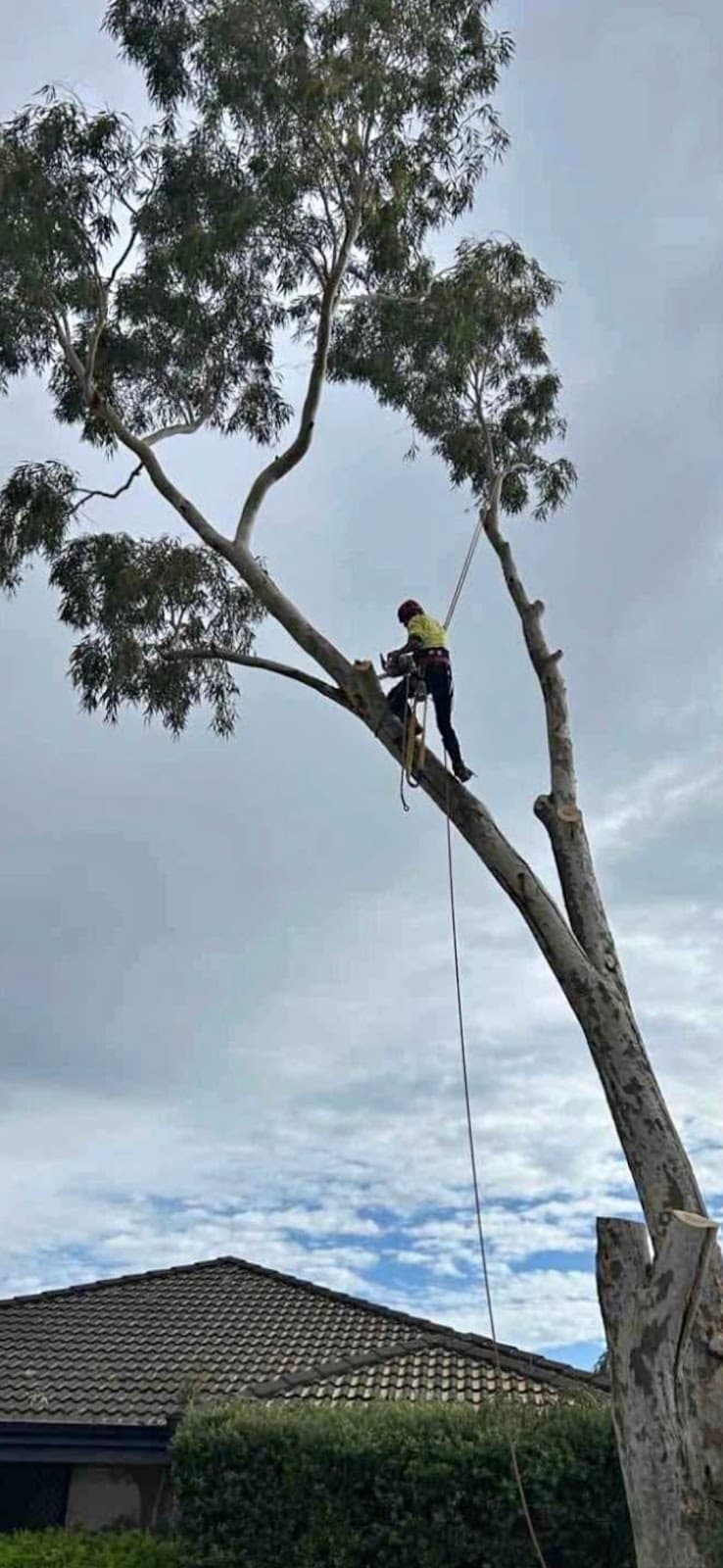 Evergreen Tree Maintenance tree services work in Merrylands
