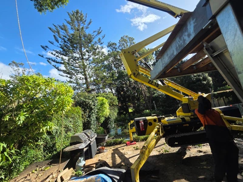Evergreen Tree Maintenance tree services work in Merrylands