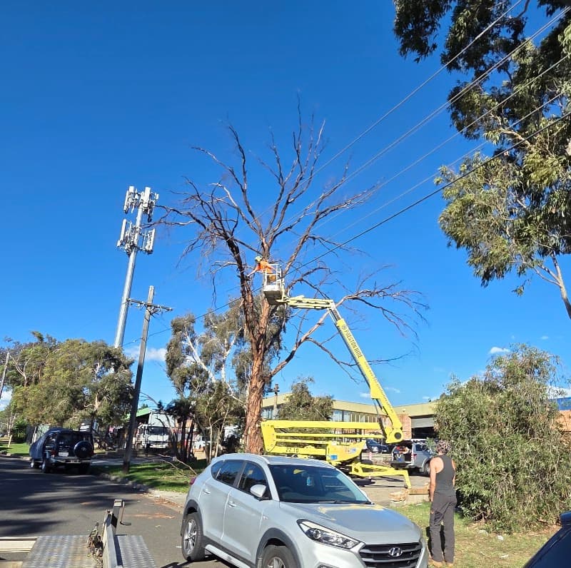 Evergreen Tree Maintenance tree services work in Merrylands