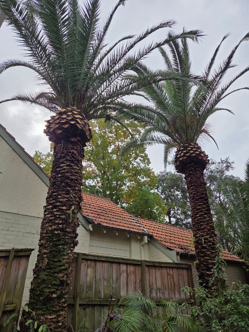 Evergreen Tree Maintenance tree services work in Merrylands
