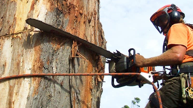 Everwilling Tree Specialists tree services work in MacMasters Beach