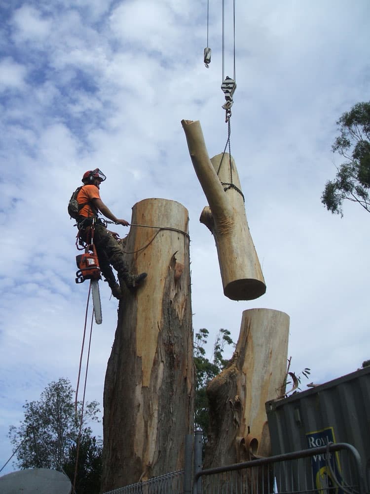 Everwilling Tree Specialists tree services work in MacMasters Beach