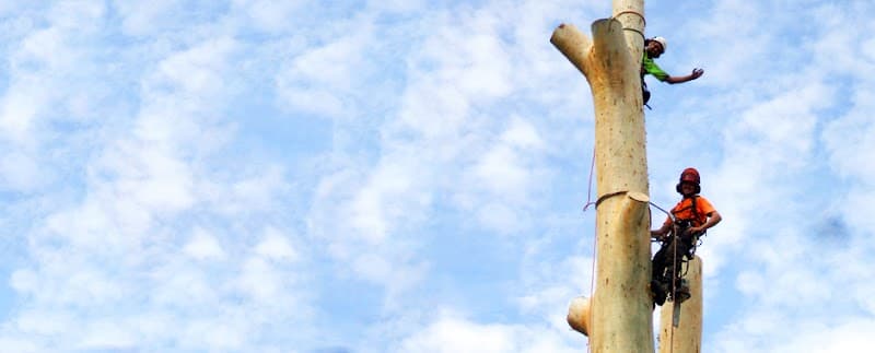 Everwilling Tree Specialists tree services work in MacMasters Beach