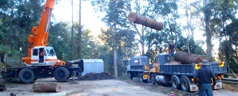 Everwilling Tree Specialists tree services work in MacMasters Beach