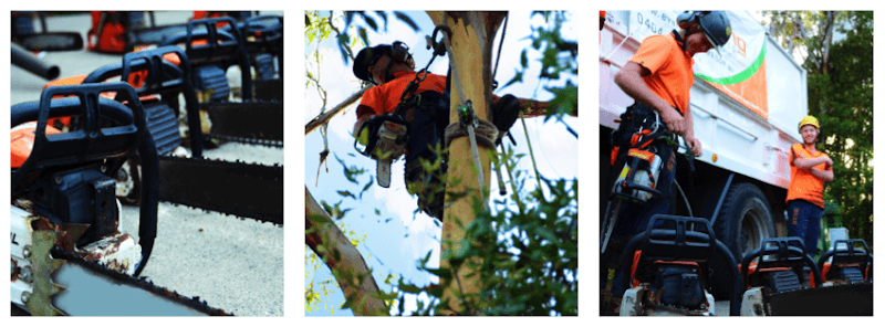 Everwilling Tree Specialists tree services work in MacMasters Beach
